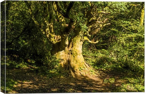 Ancient Oak Tree in Local Woods in autumn Canvas Print by Nick Jenkins