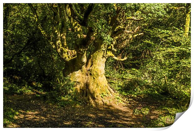 Ancient Oak Tree in Local Woods in autumn Print by Nick Jenkins