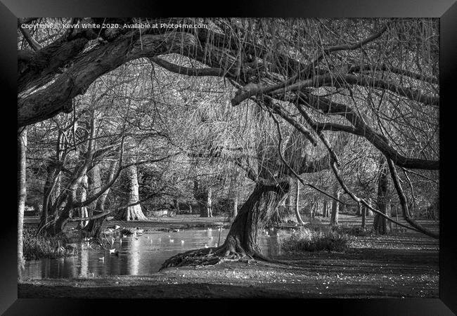 canopy of trees Framed Print by Kevin White