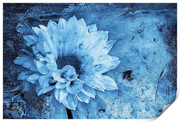 Iced Blue Print by John Edwards