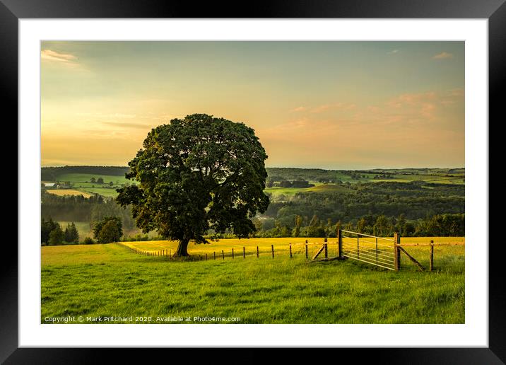 Lone Tree Framed Mounted Print by Mark Pritchard