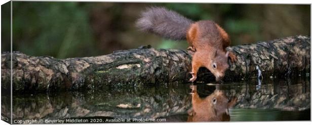 A red squirrel looking at refection Canvas Print by Beverley Middleton