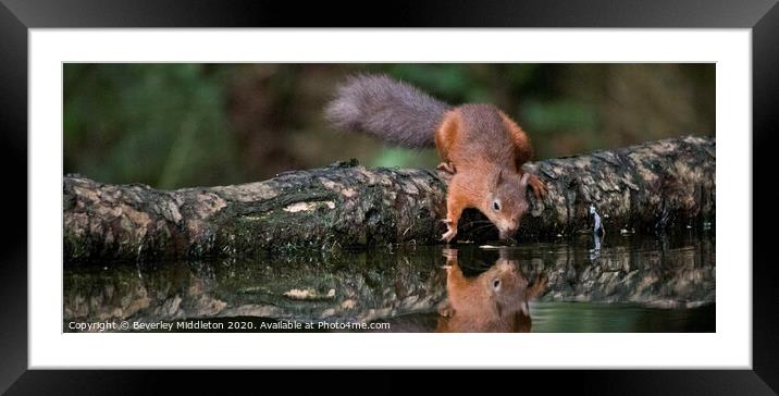 A red squirrel looking at refection Framed Mounted Print by Beverley Middleton