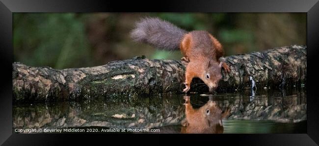 A red squirrel looking at refection Framed Print by Beverley Middleton