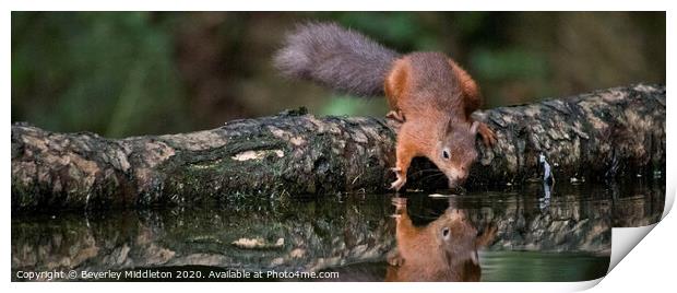 A red squirrel looking at refection Print by Beverley Middleton