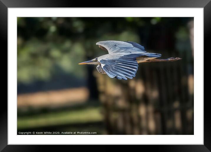 streamline flight by Heron Framed Mounted Print by Kevin White