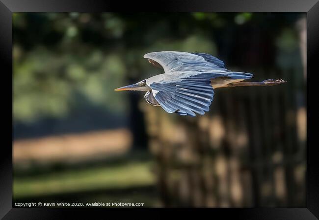 streamline flight by Heron Framed Print by Kevin White