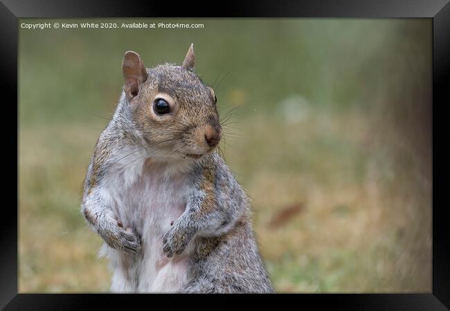 Where's my nuts Framed Print by Kevin White
