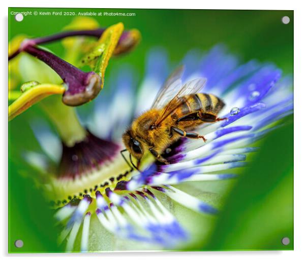 Honey Bee and Passion Flower Acrylic by Kevin Ford