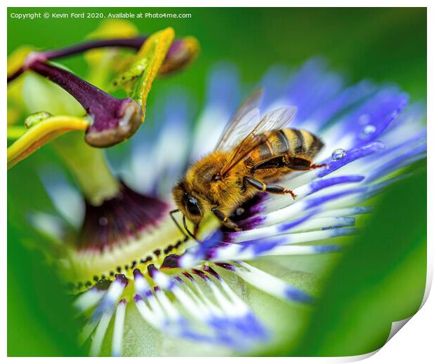 Honey Bee and Passion Flower Print by Kevin Ford