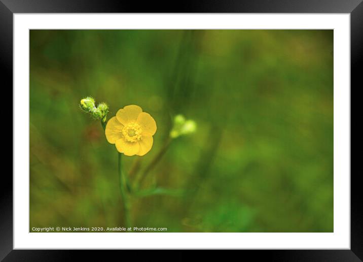 Close up of solitary meadow buttercup  Framed Mounted Print by Nick Jenkins