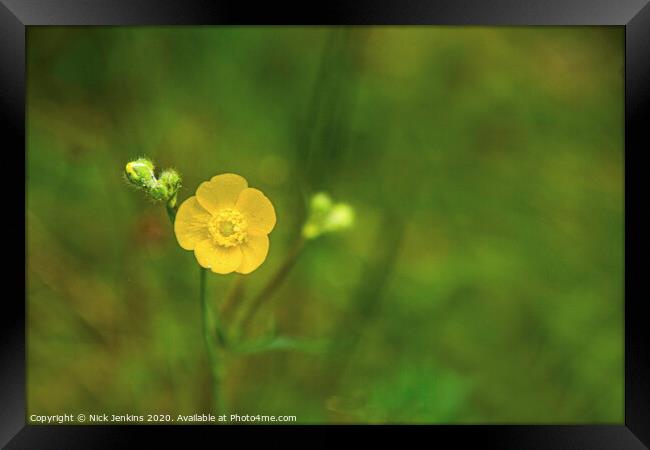Close up of solitary meadow buttercup  Framed Print by Nick Jenkins