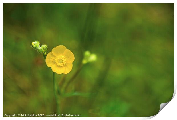 Close up of solitary meadow buttercup  Print by Nick Jenkins