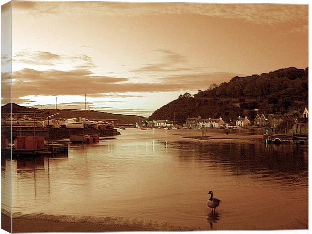 Lower Town Fishguard. Canvas Print by paulette hurley
