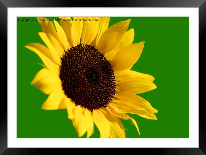 Sunflower head  Framed Mounted Print by Andrew Heaps