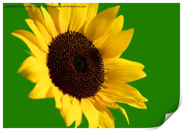 Sunflower head  Print by Andrew Heaps