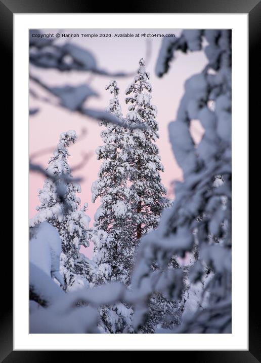 Snowy tree against a pink sky  Framed Mounted Print by Hannah Temple