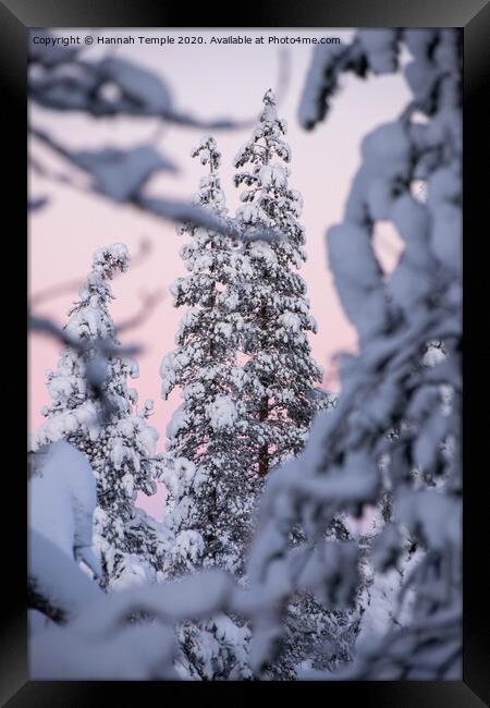 Snowy tree against a pink sky  Framed Print by Hannah Temple