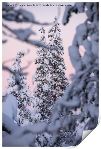 Snowy tree against a pink sky  Print by Hannah Temple