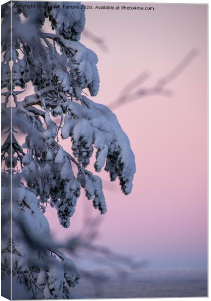 Snow covered branches against a pink sky  Canvas Print by Hannah Temple
