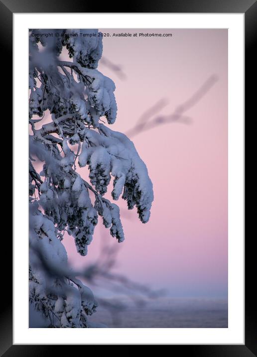 Snow covered branches against a pink sky  Framed Mounted Print by Hannah Temple