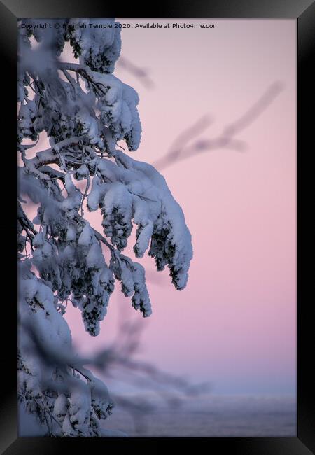Snow covered branches against a pink sky  Framed Print by Hannah Temple