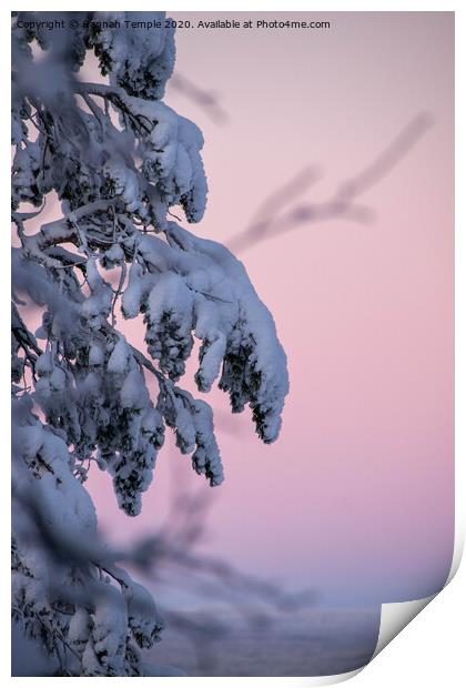 Snow covered branches against a pink sky  Print by Hannah Temple
