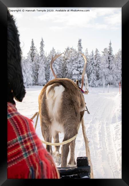 Reindeer sleigh ride Framed Print by Hannah Temple