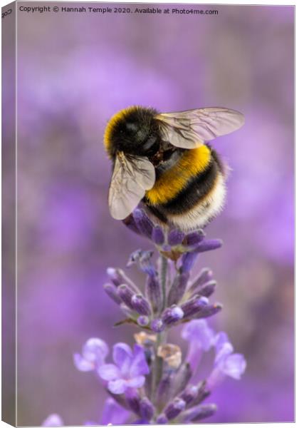 Bumble Bee on the Lavender Canvas Print by Hannah Temple