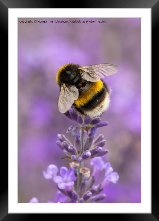 Bumble Bee on the Lavender Framed Mounted Print by Hannah Temple