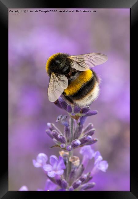 Bumble Bee on the Lavender Framed Print by Hannah Temple