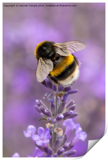 Bumble Bee on the Lavender Print by Hannah Temple