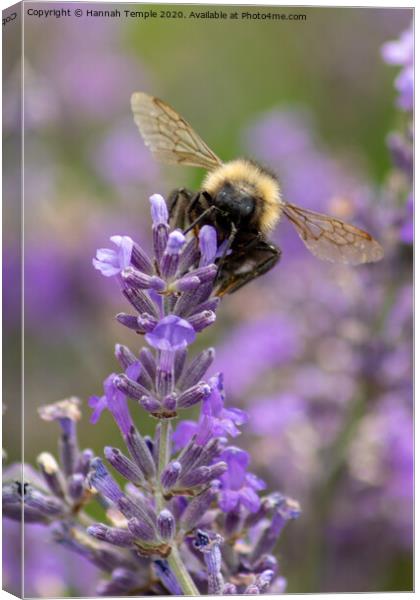 Bee on lavender Canvas Print by Hannah Temple