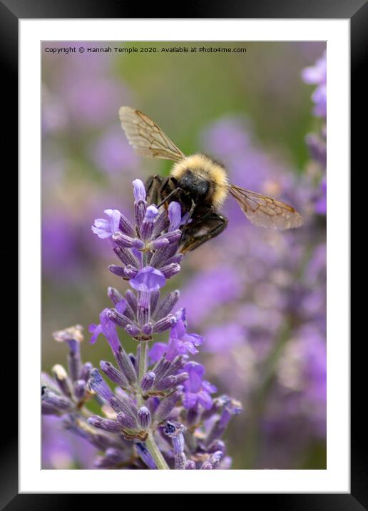 Bee on lavender Framed Mounted Print by Hannah Temple