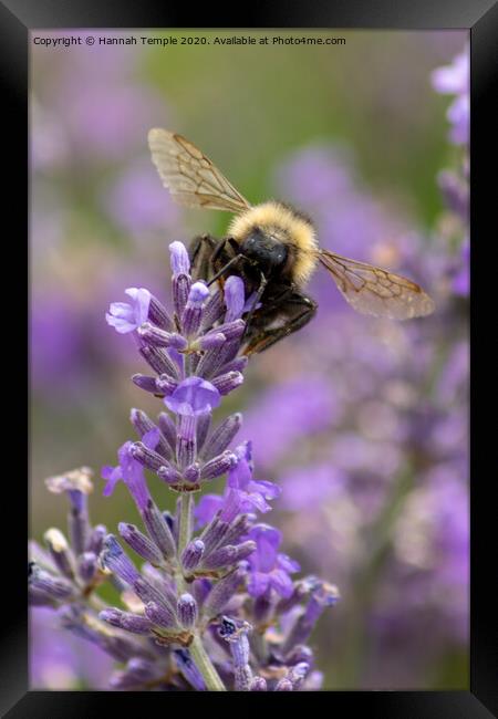 Bee on lavender Framed Print by Hannah Temple