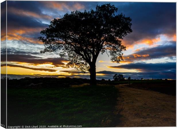 My Favourite Tree in a Brighter Sunset Canvas Print by Dick Lloyd