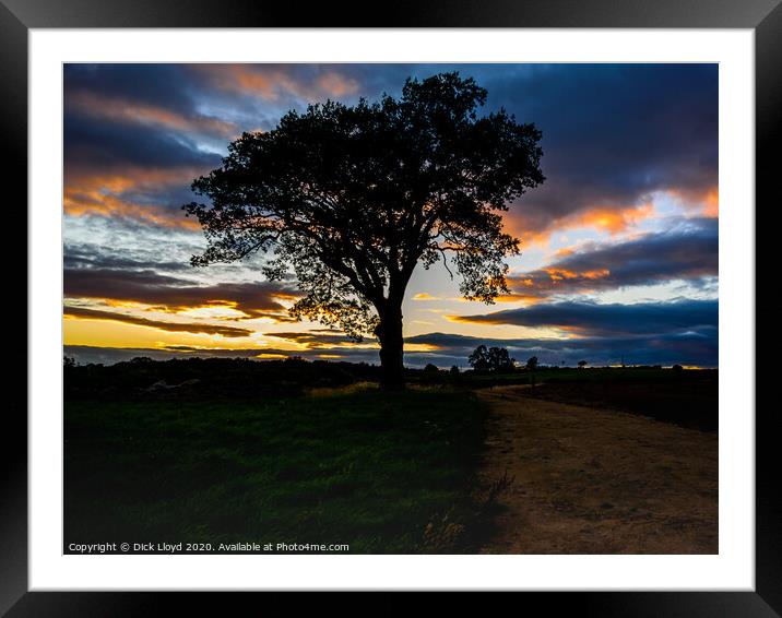 My Favourite Tree in a Brighter Sunset Framed Mounted Print by Dick Lloyd