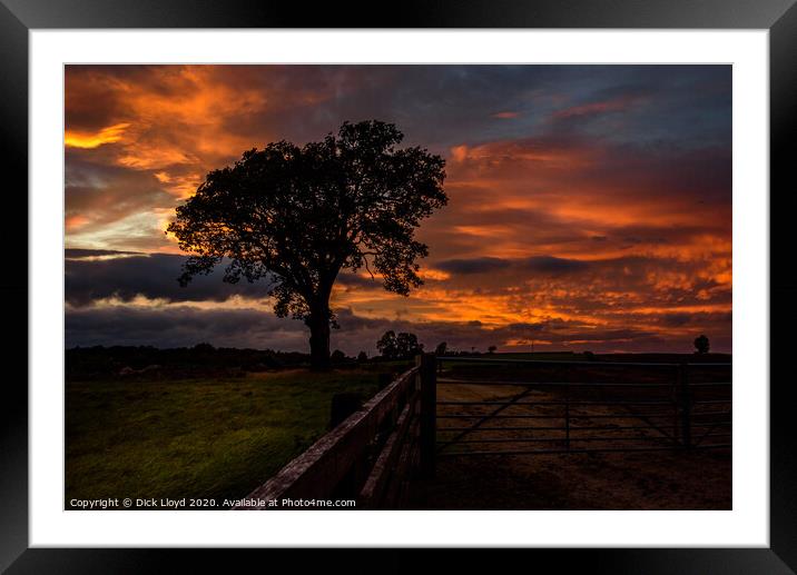 My Favourite Tree Framed Mounted Print by Dick Lloyd