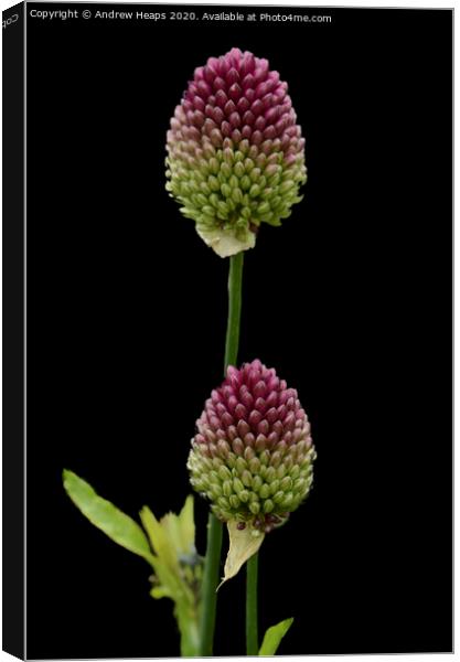 Plant flower with black back ground Canvas Print by Andrew Heaps