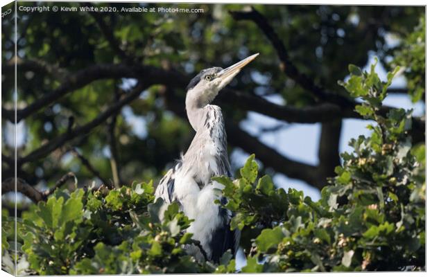 Heron sitting in tree Canvas Print by Kevin White