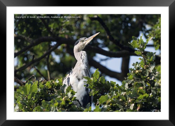 Heron sitting in tree Framed Mounted Print by Kevin White
