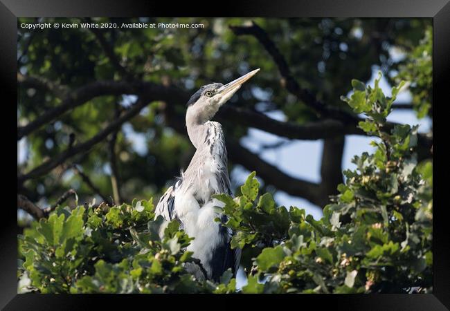 Heron sitting in tree Framed Print by Kevin White