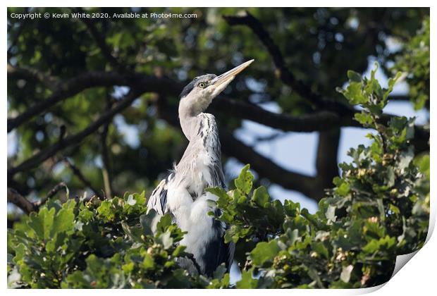 Heron sitting in tree Print by Kevin White