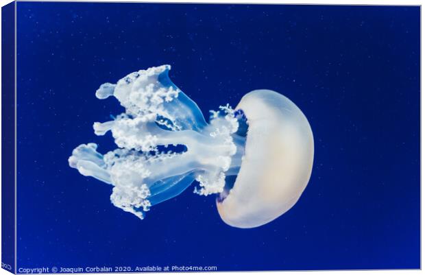 Jellyfish floating and flowing transparently in a fishbowl. Canvas Print by Joaquin Corbalan