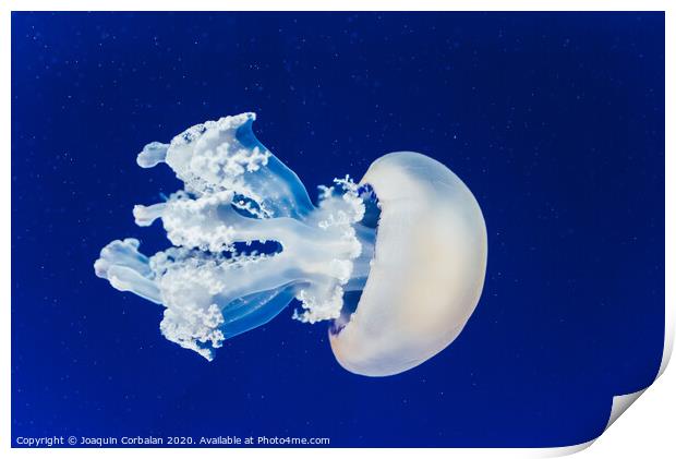 Jellyfish floating and flowing transparently in a fishbowl. Print by Joaquin Corbalan