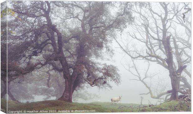 Sheep in foggy landscape Canvas Print by Heather Athey