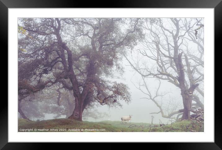 Sheep in foggy landscape Framed Mounted Print by Heather Athey