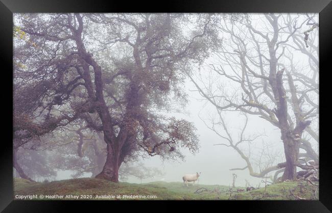 Sheep in foggy landscape Framed Print by Heather Athey