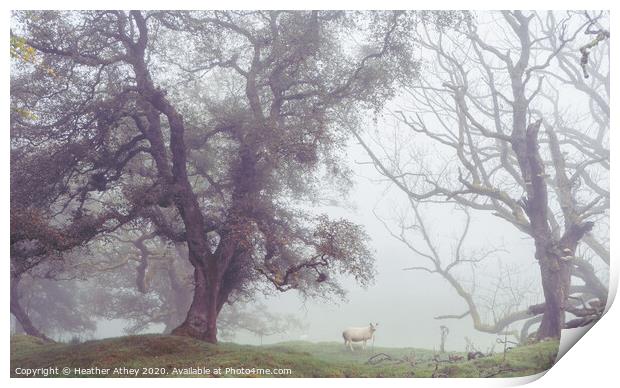 Sheep in foggy landscape Print by Heather Athey