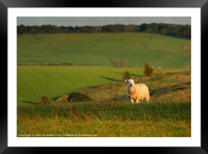 September Sunset Sheep Framed Mounted Print by Ross McNeillie
